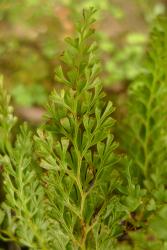 Lindsaea viridis. Adaxial surface of fertile 3-pinnate frond showing truncate lamina segments.
 Image: L.R. Perrie © Te Papa 2013 CC BY-NC 3.0 NZ